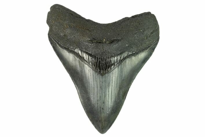 Fossil Megalodon Tooth - South Carolina #123957